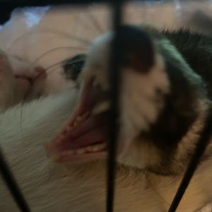 Meet your Posher, River